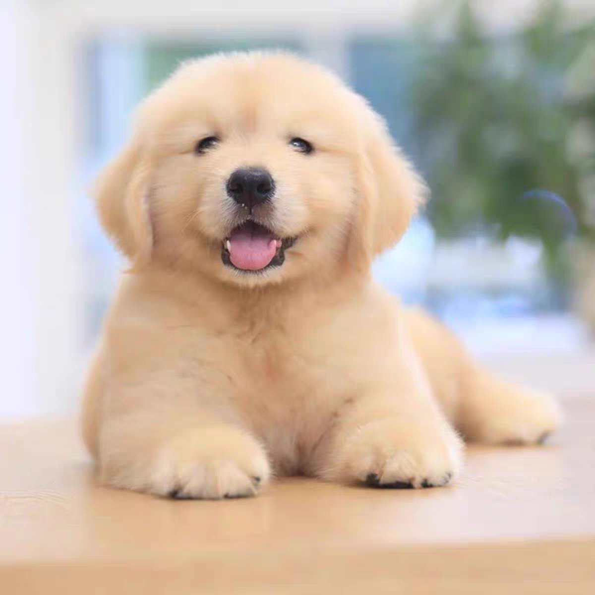 犬舍直销批发价格出售金毛巡回猎犬